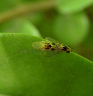 Chlorops hypostigma-8