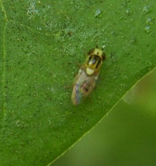 Chlorops hypostigma-10