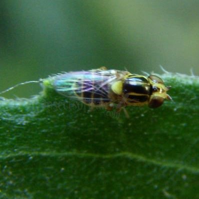 Chlorops pumilionis-1