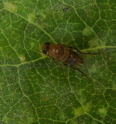 Chloropidae-1