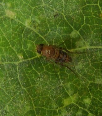Chloropidae-2