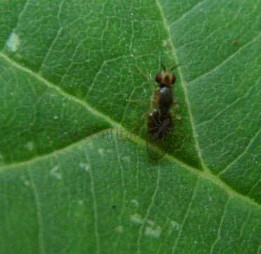 Chloropidae-3