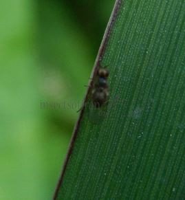 Chloropidae-4