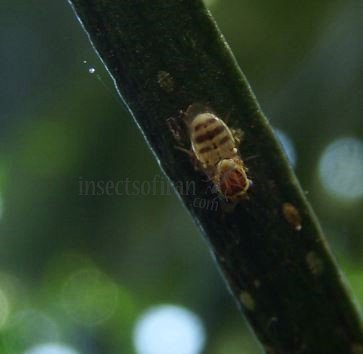  Thaumatomyia sp-1