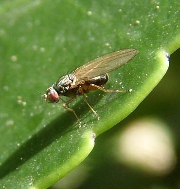 Chloropidae-5