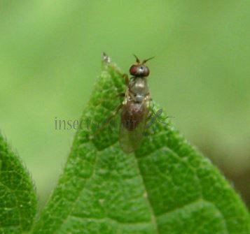 Chloropidae-6