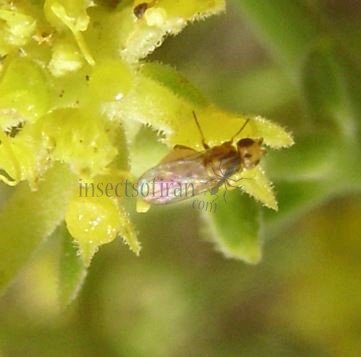 Chlorops hypostigma -1