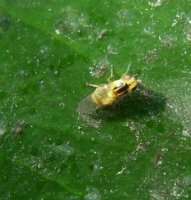 Chlorops troglodytes