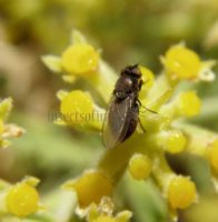 Oscinella frit -3