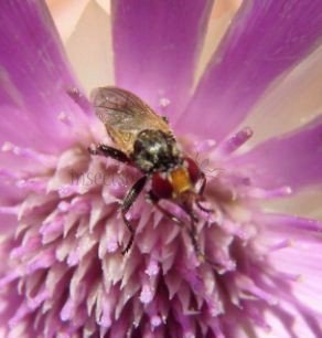 Conopidae -1