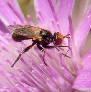 Conopidae -3