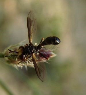 Conops strigatus