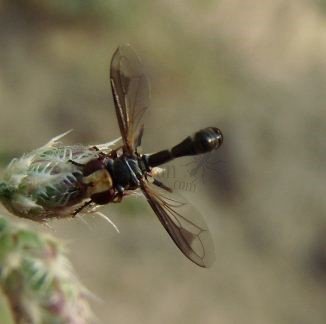 Conops strigatus 