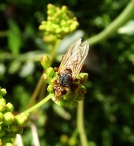 Myopa tessellatipennis