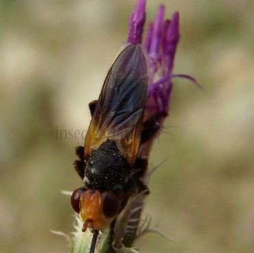 Sicus-ferrugineus-1