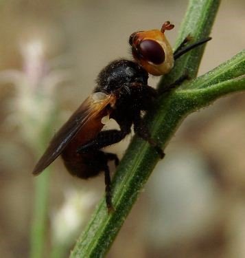 Sicus-ferrugineus-3