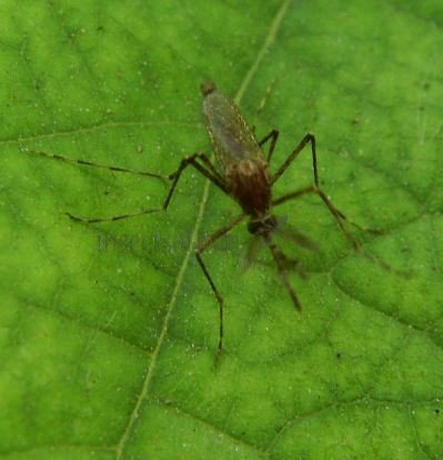 Aedes sp-2