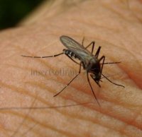 Culicidae-پشه