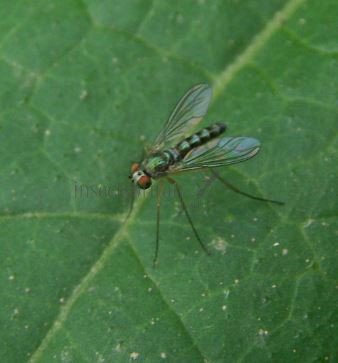 Amblypsilopus sp-1