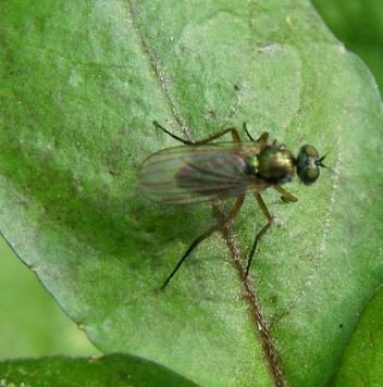 Argyra perplexa-6