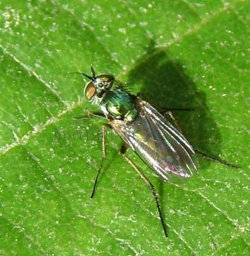 Argyra perplexa-10