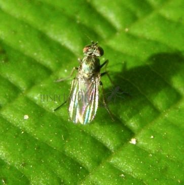 Argyra perplexa-11