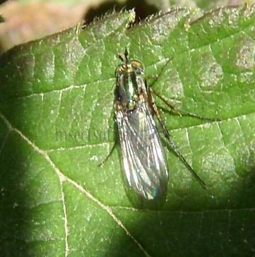 Argyra perplexa-13