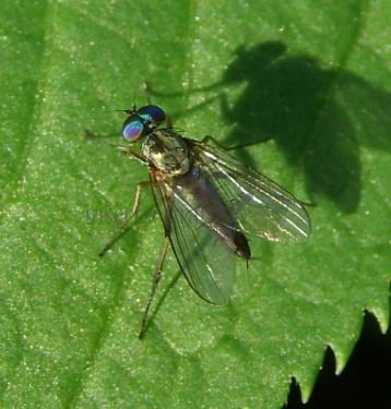Argyra perplexa-15