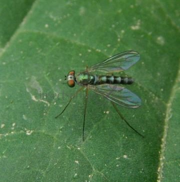 Amblypsilopus sp-2