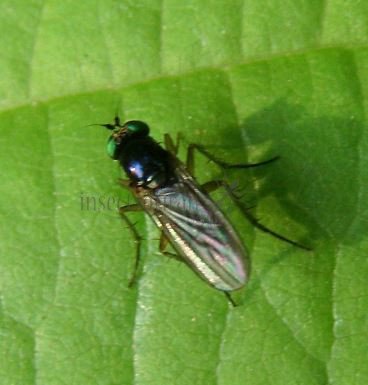 Chrysosoma crinicorne -3