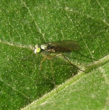 Dolichopodidae-3