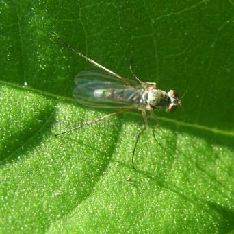 Dolichopodidae-4