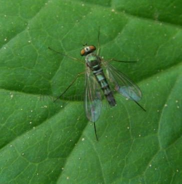 Amblypsilopus sp-3