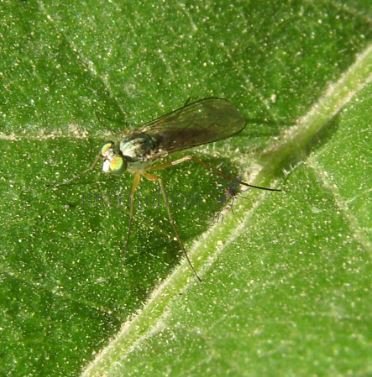 Dolichopodidae-6