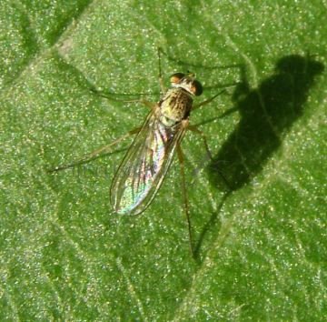 Dolichopodidae-8