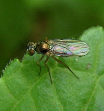 Dolichopus nigricornis -2