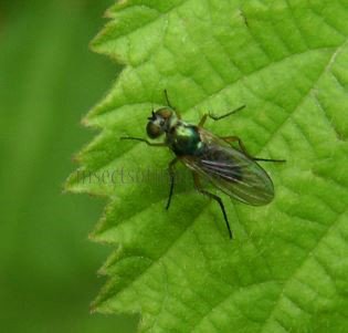 Dolichopus plumipes -3