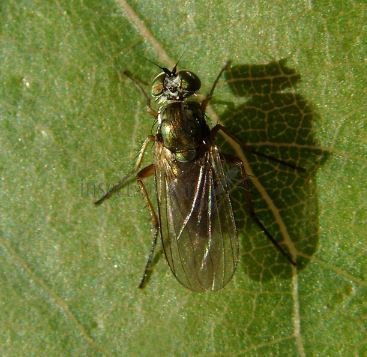 Argyra perplexa-3
