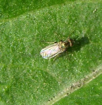 Argyra perplexa-4