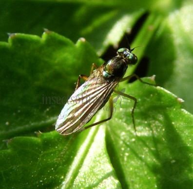 Argyra perplexa-5