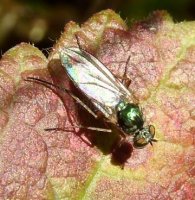 Chrysosoma crinicorne -4