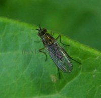 Diaphorus sp