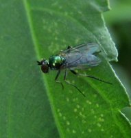 Diaphorus sp-2