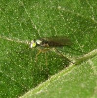 Dolichopodidae-3