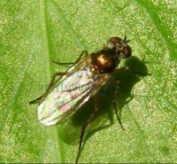 Dolichopus nigricornis -1