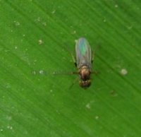 Dolichopus nigricornis -3