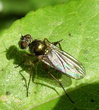 Argyra perplexa-1