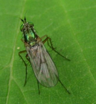 Dolichopus plumipes-2