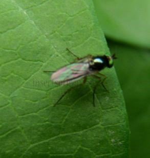 Anepsiomyia flaviventris