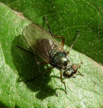 Argyra perplexa-2